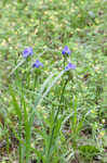 Hairyflower spiderwort